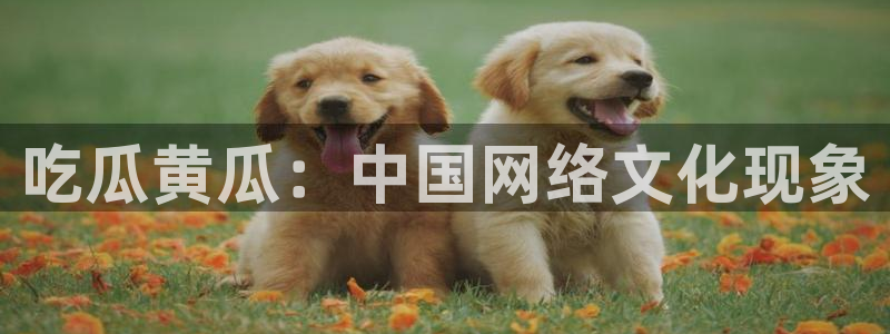 51吃瓜安卓下载
